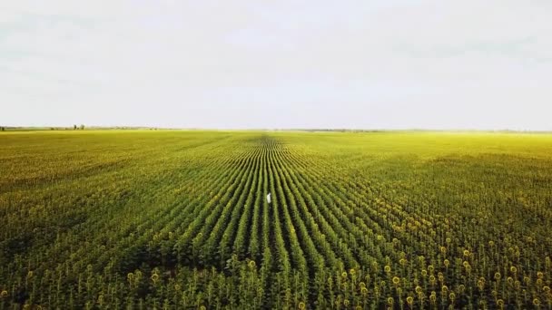 Voo Aéreo Sobre Campo Girassóis Cara Caminha Campo Girassóis Tempo — Vídeo de Stock