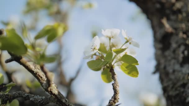 苹果树枝头上的苹果花在花园里盛开 动作极为缓慢 特写苹果花 美丽的白花 高质量的4K镜头 — 图库视频影像