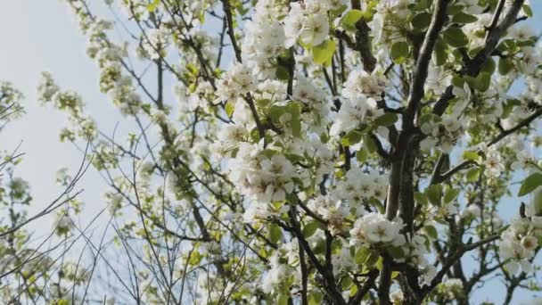 Witte Apple Flower Buds Een Tak Slow Motion Bloeiende Bloem — Stockvideo