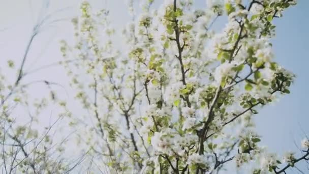Las Flores Manzana Primavera Los Árboles Rama Manzana Florecen Jardín — Vídeos de Stock