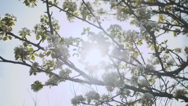 庭にはリンゴの枝に春のリンゴの花が咲きます リンゴの花 太陽の光は枝を通して輝きます 高品質4K映像 — ストック動画