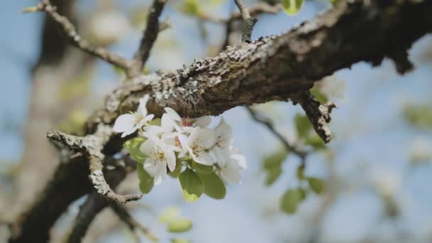 Flores Maçã Primavera Árvores Ramo Maçã Florescem Jardim Flor Flor — Vídeo de Stock