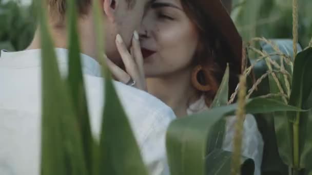 Vonzó Pár Kukoricaföldön Egy Közeli Pár Ölelkezik Csókolózik Farmon Fehér — Stock videók