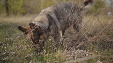 Köpek bahçede, ormanda bir çukur kazıyor. Melez bir köpeğin yerde yavaş çekimde çukur kazma hareketi. Yüksek kalite 4k görüntü