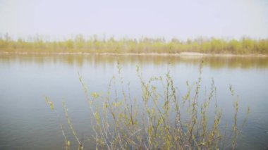 Yeşil söğüt dalları, güneşli ve yavaş çekimde nehrin kenarında rüzgarda sallanıyor. Yüksek kalite 4k görüntü