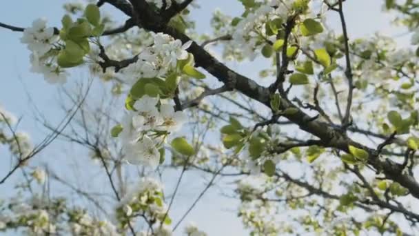 Frühlingsapfelblüten Auf Apfelzweigen Blühen Garten Superzeitlupe Apfelblütenblume Schöne Weiße Blumen — Stockvideo