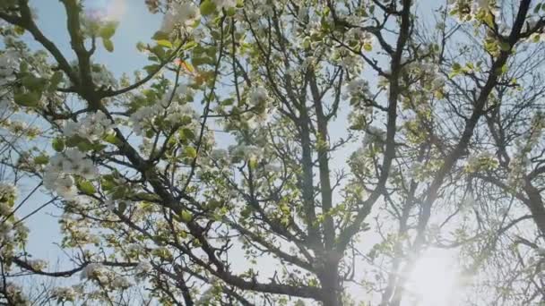 Flores Maçã Primavera Árvores Ramo Maçã Florescer Jardim Movimento Super — Vídeo de Stock