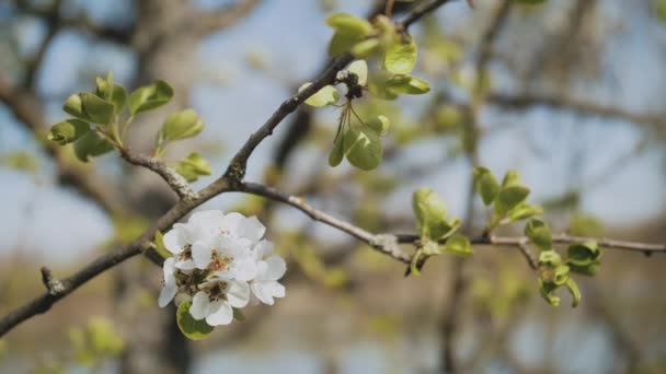 Wiosenne Kwiaty Jabłoni Gałęzi Jabłoni Kwitną Ogrodzie Zbliżenie Kwiat Jabłoni — Wideo stockowe