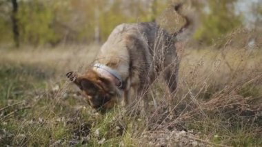 Köpek bahçede, ormanda bir çukur kazıyor. Melez bir köpeğin yerde yavaş çekimde çukur kazma hareketi. Yüksek kalite 4k görüntü
