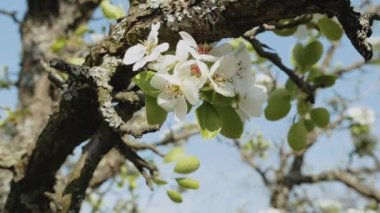 Beyaz Elma Çiçekleri yavaş çekimde. 