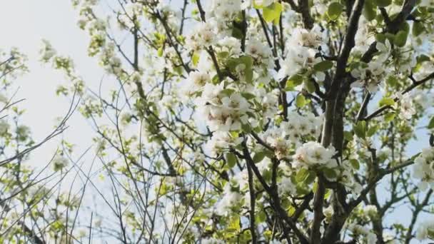 White Apple Flower Buds Branch Slow Motion 슬로우 정원에서 꽃피는 — 비디오