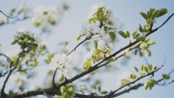 Lente Appelbloemen Appeltakken Bloeien Tuin Close Appelbloesem Bloem Mooie Witte — Stockvideo
