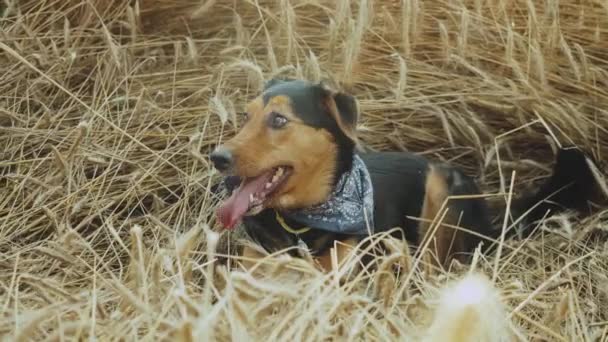 日落时分 这只狗躺在一片长满小穗口呼吸的田里 在金色的麦田边伸出舌头 夏天的时候 家养的动物坐在草地上的高大的小穗上 — 图库视频影像