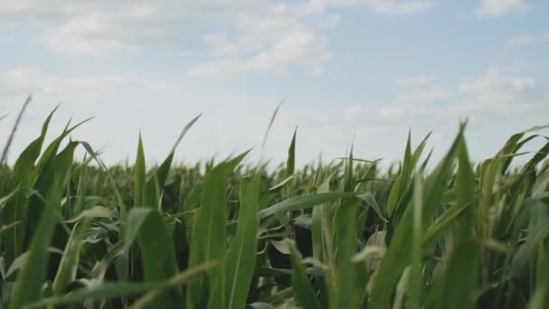 Вітер Трясе Молоду Кукурудзу Сонячний День Хмари Небі Вітер Трясе — стокове відео