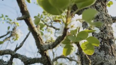 Elma dalında bahar elması çiçekleri bahçede çok yavaş bir şekilde çiçek açar. Yakın plan elma çiçeği çiçeği. Güzel beyaz çiçekler. Yüksek kalite 4k görüntü