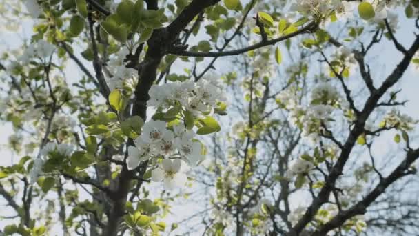 Lente Appel Bloemen Appeltak Bomen Bloeien Tuin Super Slow Motion — Stockvideo