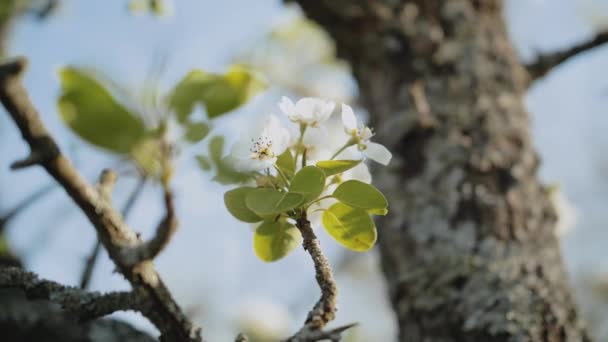 苹果树枝头上的苹果花在花园里盛开 动作极为缓慢 特写苹果花 美丽的白花 高质量的4K镜头 — 图库视频影像
