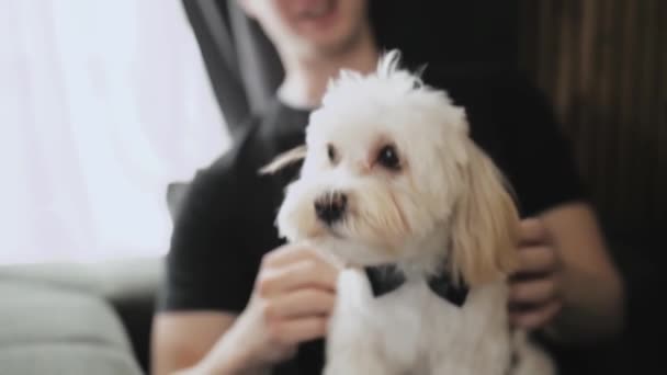 Young Man Holding Dog His Arms Close Cute Dog Maltipoo — Stockvideo