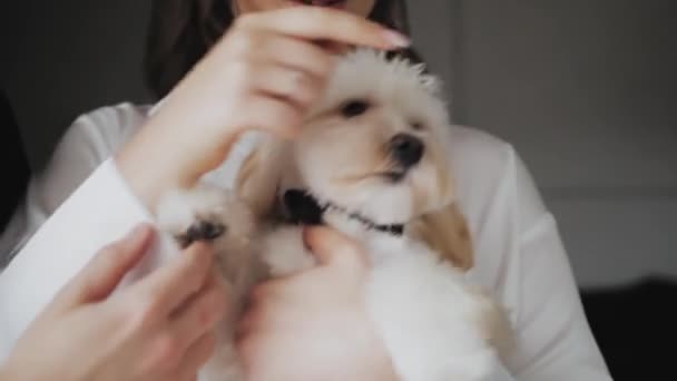 Beautiful Couple Dog Cute Couple Holding Dog Arms Close Cute — Stock Video