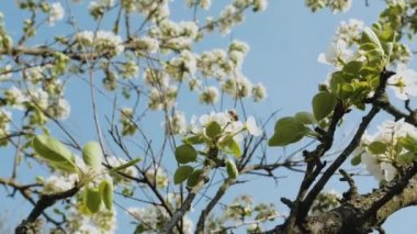 Beyaz Elma Çiçekleri yavaş çekimde. Bahar Bahçesi 'nde çiçek açan elma ağacı çiçeği. Bahar Günü ve Mavi Gökyüzü. Yüksek kaliteli FullHD görüntüler