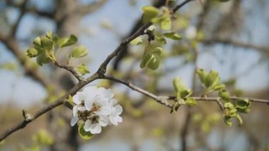 Spring apple flowers on apple branch trees blossom in the garden slow motion shot. Close-up apple blossom flower. Beautiful white flowers. High quality 4k footage