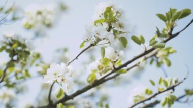 Spring apple flowers on apple branch trees blossom in the garden slow motion shot. Close-up apple blossom flower. Beautiful white flowers. High quality 4k footage