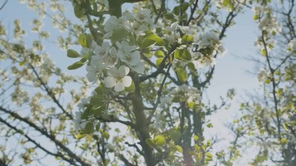 庭の超スローモーションでリンゴの枝の木に春のリンゴの花を咲かせます リンゴの花 美しい白い花 高品質4K映像 — ストック動画