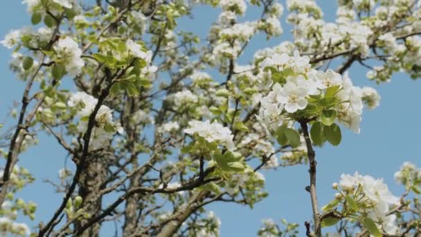 Witte Apple Flower Buds Een Tak Slow Motion Bloeiende Bloem — Stockvideo