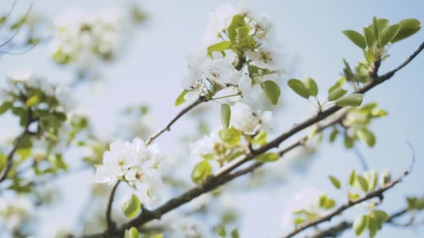 Spring Apple Flowers Apple Branch Trees Blossom Garden Slow Motion — Wideo stockowe