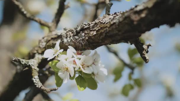Spring Apple Flowers Apple Branch Trees Blossom Garden Slow Motion — 图库视频影像