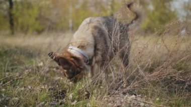 Köpek bahçede, ormanda bir çukur kazıyor. Melez bir köpeğin yerde yavaş çekimde çukur kazma hareketi. Yüksek kalite 4k görüntü