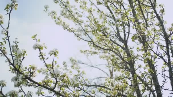 庭のスローモーションショットでリンゴの枝の木に春のリンゴの花が咲きます リンゴの花 美しい白い花 高品質4K映像 — ストック動画