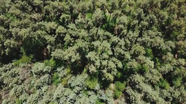 Bird Eye View Aerial Shot Tree Tops Flight Beautiful Forest — ストック動画