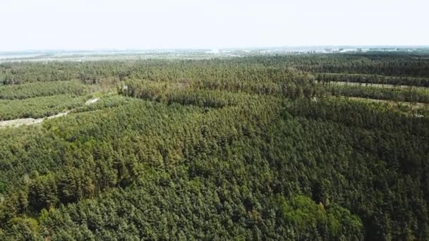 Aerial View Pine Forest Top View Pine Wood Park Forest — Video