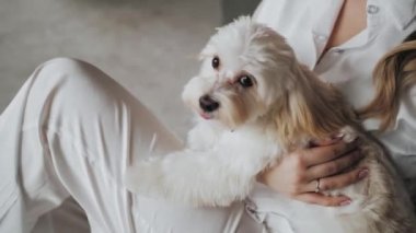 Portrait of Maltipoo dog. Close-up of female holding Maltipoo dog on her arms. Woman with maltipoo dog at home, slow motion. High quality 4k footage