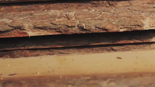 Wood Factory Stock Lumber Board Nature Business Export Camera Moves — Vídeo de Stock
