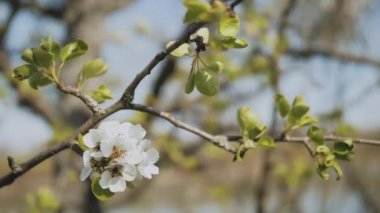Spring apple flowers on apple branch trees blossom in the garden slow motion shot. Close-up apple blossom flower. Beautiful white flowers. High quality 4k footage
