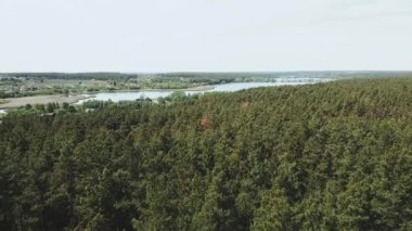 Aerial view of pine forest. Top view in pine wood park on forest trees. Epic panoramic shot. Summer, sunny day. High quality 4k footage