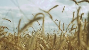 Bulutlu bir günde, bir tarlada olgunlaşmış buğday başakları, ağır çekim. Rüzgâr Kanatçıkları Buğday Kulakları. Günbatımı Bulutlu Mavi Gökyüzü Arkaplanında Olgunlaşmış Sarı Buğday Tarlası Kulakları