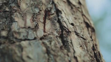 Close-up view 4k stock video footage of real organic texture of willow tree bark. Abstract background slow motion. High quality 4k footage