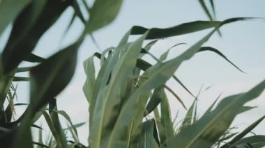 The wind shakes the young corn at sunny day. Clouds in the sky. The wind shakes the corn leaves, slow motion shot. High quality 4k footage