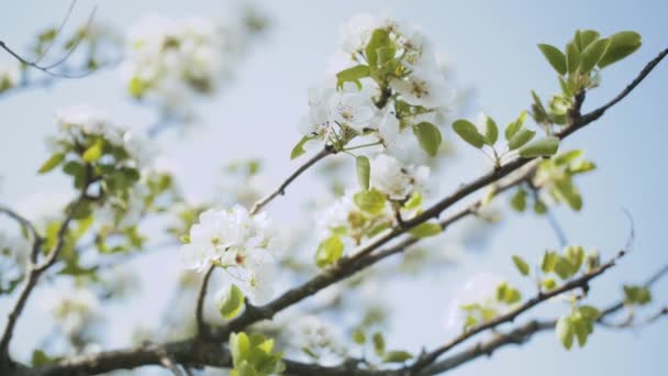 白色的苹果花蕾在枝条慢动作 春天花园的苹果树开花绽放 春日和蓝天 优质Fullhd影片 — 图库视频影像