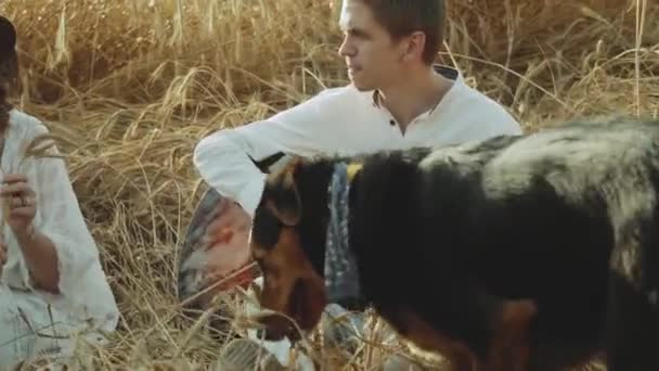 Couple Love Man Woman Playing Dog Field Spikelets Slow Motion — Stock Video