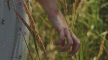 medium shot woman hand touches ripe golden spikelets of wild grass in field at sunset, handheld shot. Slow motion. High quality 4k footage