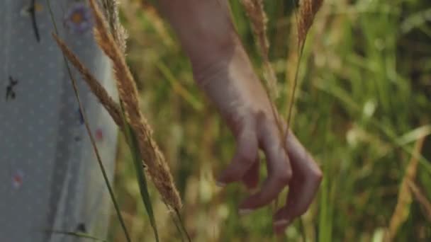 Середній Постріл Жінка Торкається Стиглих Золотих Колосків Дикої Трави Полі — стокове відео
