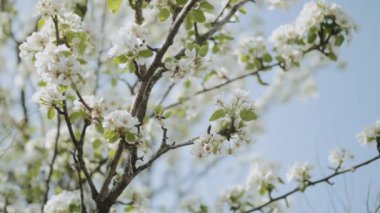 Elma dalında bahar elması çiçekleri bahçede çok yavaş bir şekilde çiçek açar. Elma çiçeği. Güzel beyaz çiçekler. Yüksek kalite 4k görüntü