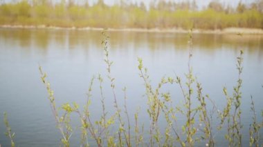 Yeşil söğüt dalları, güneşli ve yavaş çekimde nehrin kenarında rüzgarda sallanıyor. Yüksek kalite 4k görüntü