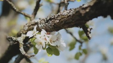 Elma dalında bahar elması çiçekleri bahçede çok yavaş bir şekilde çiçek açar. Elma çiçeği. Güzel beyaz çiçekler. Yüksek kalite 4k görüntü