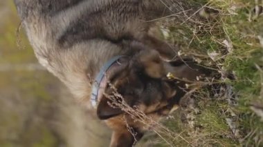 Melez köpek ısırması, baharda parkta odun kemirmesi, dikey video. Yüksek kalite 4k görüntü