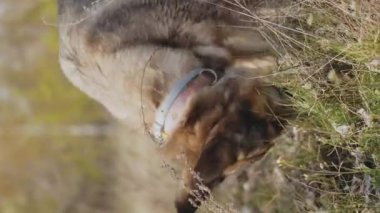 Melez köpek ısırması, baharda parkta odun kemirmesi, dikey video. Yüksek kalite 4k görüntü